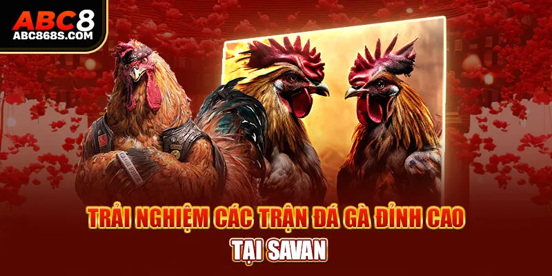 Trải nghiệm các trận đá gà đỉnh cao tại Savan.