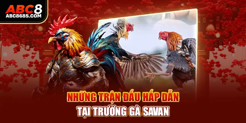 Những trận đấu hấp dẫn tại trường gà Savan.