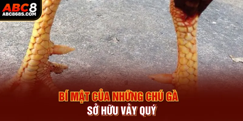 Bí mật của những chú gà sở hữu vảy quý.