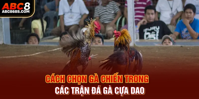 Cách chọn gà chiến trong các trận đá gà cựa dao.