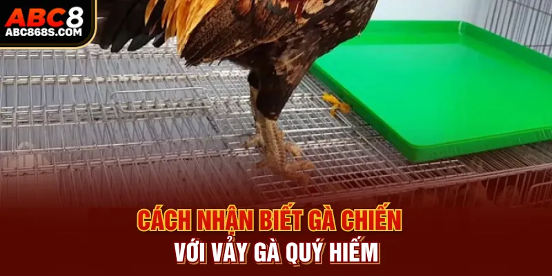 Cách nhận biết gà chiến với vảy gà quý hiếm.