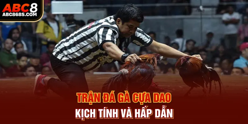 Trận đá gà cựa dao kịch tính và hấp dẫn.